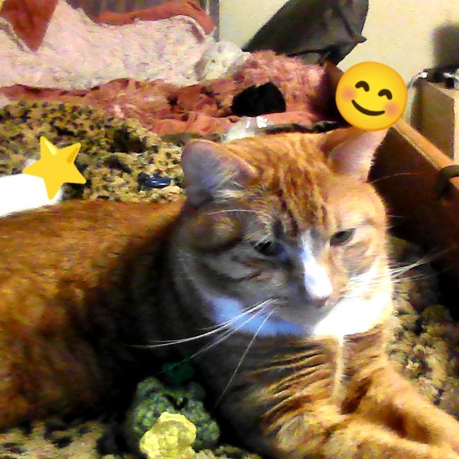 ermPuzzle's make photo for frog holding star