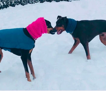 Dog Snood Cowl