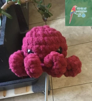 Squirt the octopus