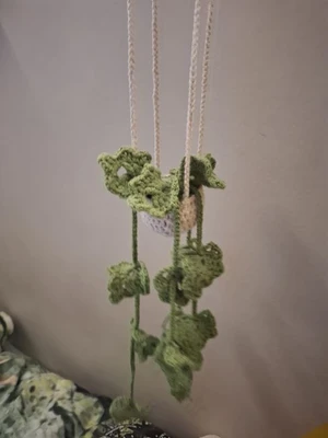 Hanging monstera plant
