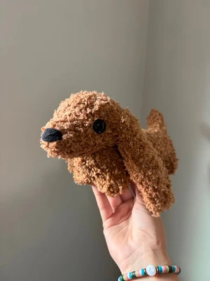 Dachshund