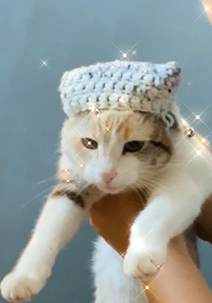 Crochet cat hat