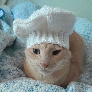 Cat Chef Hat