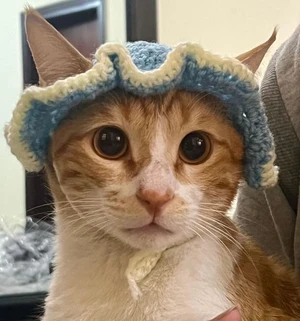 Cute hat for Cats