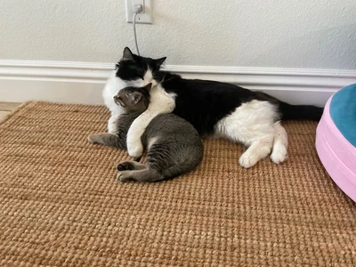 About my cats