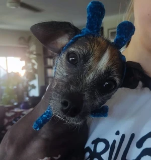 Alien antenna doggy headpiece
