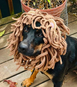 Lion Dog Snood Cowl