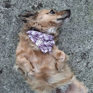 Dog\'s Bandana