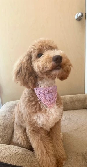 Granny Stitch Dog bandana