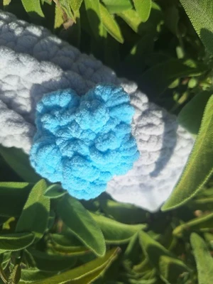Cute lil flower