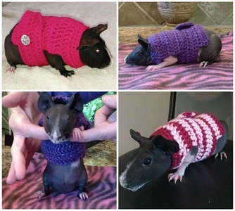 Guinea Pig Sweater
