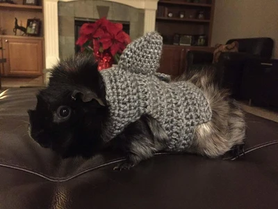 Guinea Pig Shark Sweater