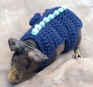 Guinea Pig Dinosaur Sweater
