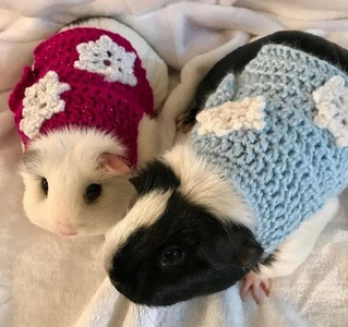 Guinea Pig Snowflake Sweater