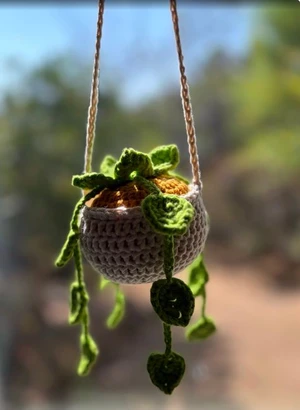 Hanging Money Plant l Hanging Decoration l Hanging Plants