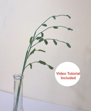 Oat Grass Plant