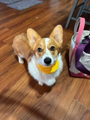 Dog banana(small)