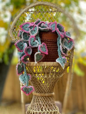Variegated String of Hearts Plant