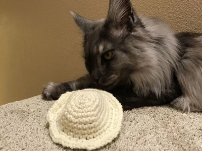 Cute, Small, Hat