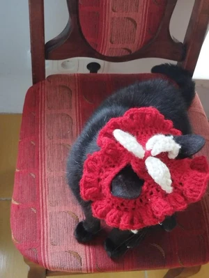 Hat for cats