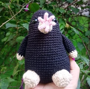 Celeste the Star-nosed mole (Condylura cristata)