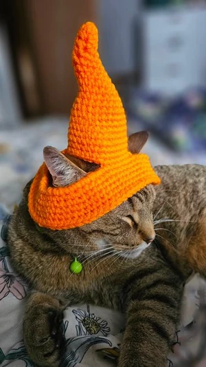 I Purr a Spell on You  Pet Witch Hat
