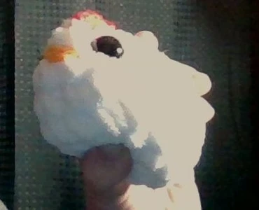 Chicken of Cuteness