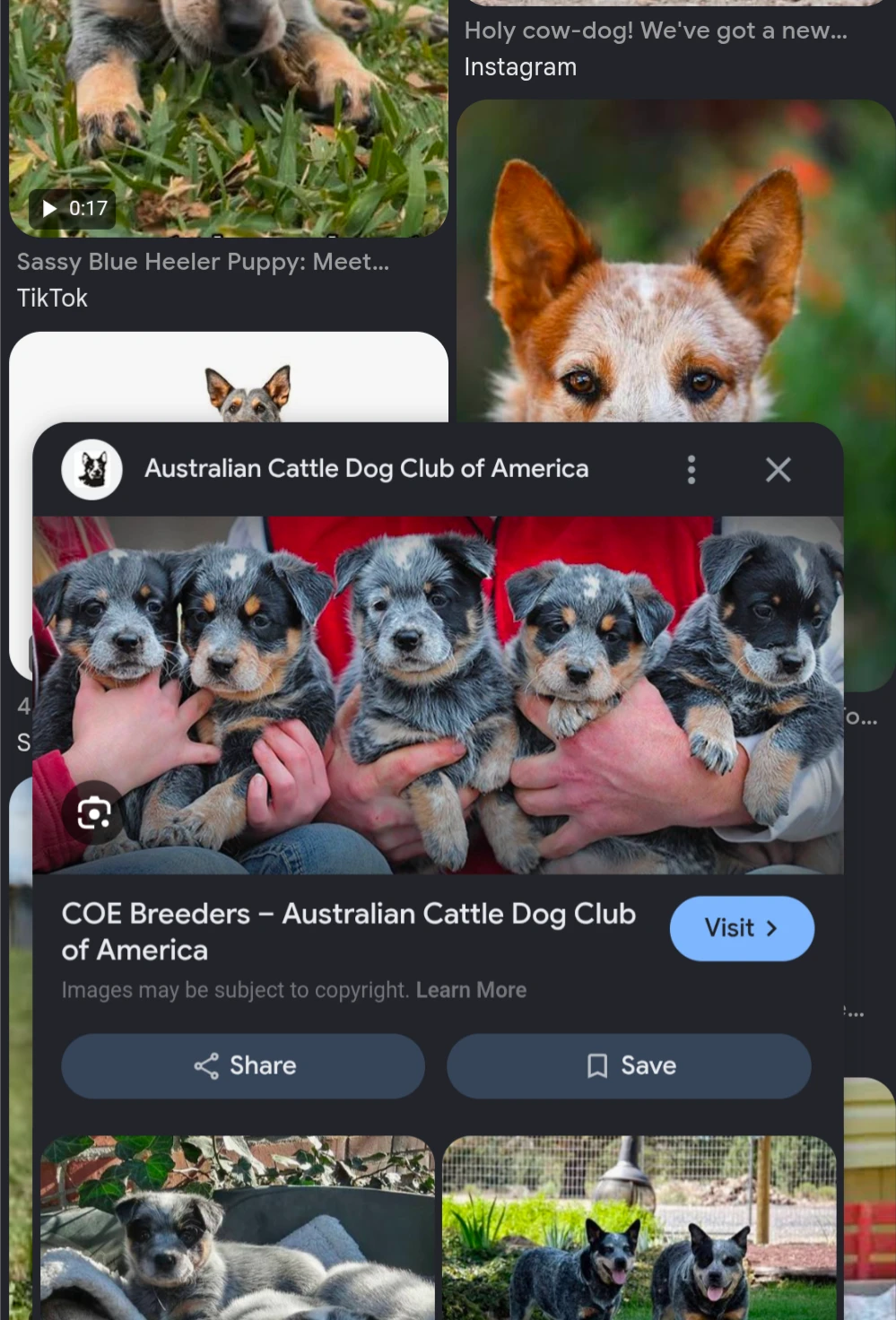 Heelers N' Hooks shop banner