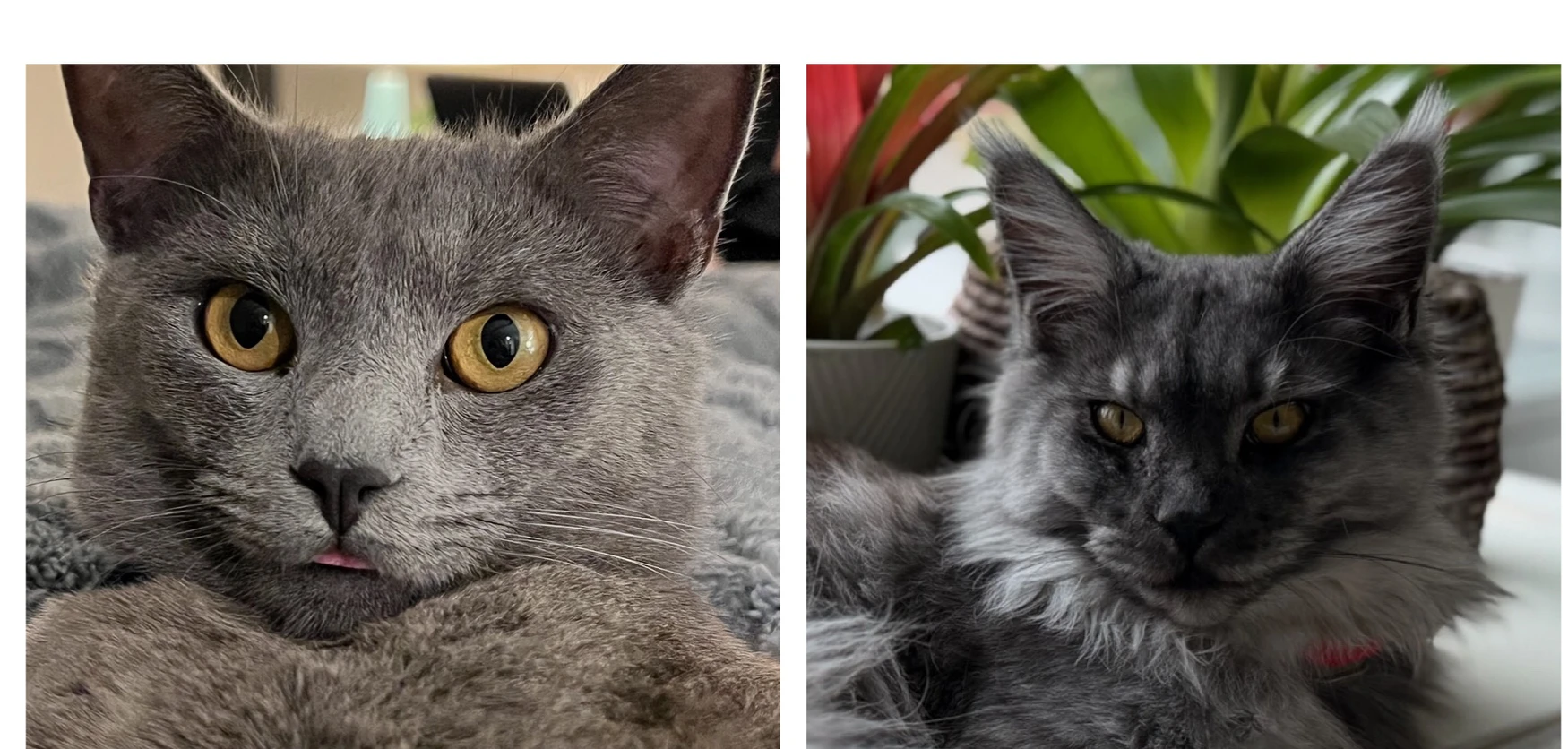 Luna And Smokey Crochet shop banner