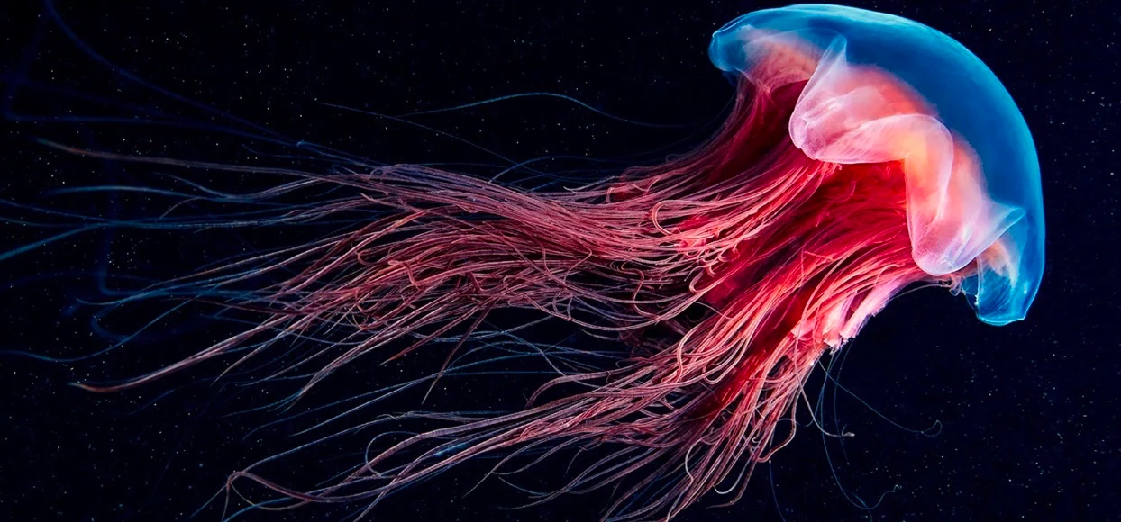 Knot your average jelly shop banner